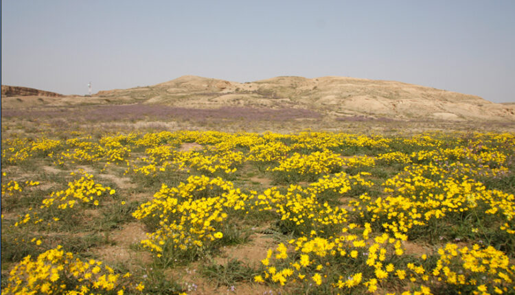محمية صباح الأحمد الطبيعية هي محمية طبيعية معروفة وذات جودة عالية في الكويت. تبلغ مساحتها 342 كيلومترًا مربعًا وتحافظ على الحيوانات والنباتات المهددة بالانقراض داخل البيئة الطبيعية الكويتية