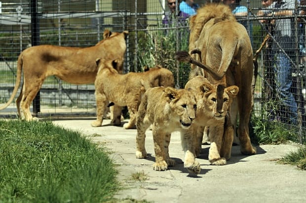 حديقة الحيوانات في إسطنبول من أشهر حدائق إسطنبول