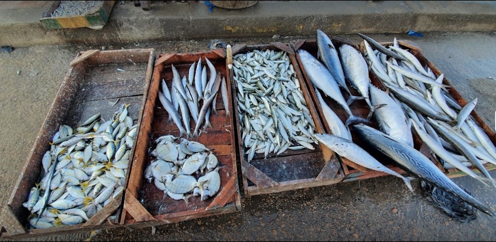 سوق باب عمر باشا الإسكندرية من أرخص أسواق السمك في الإسكندرية