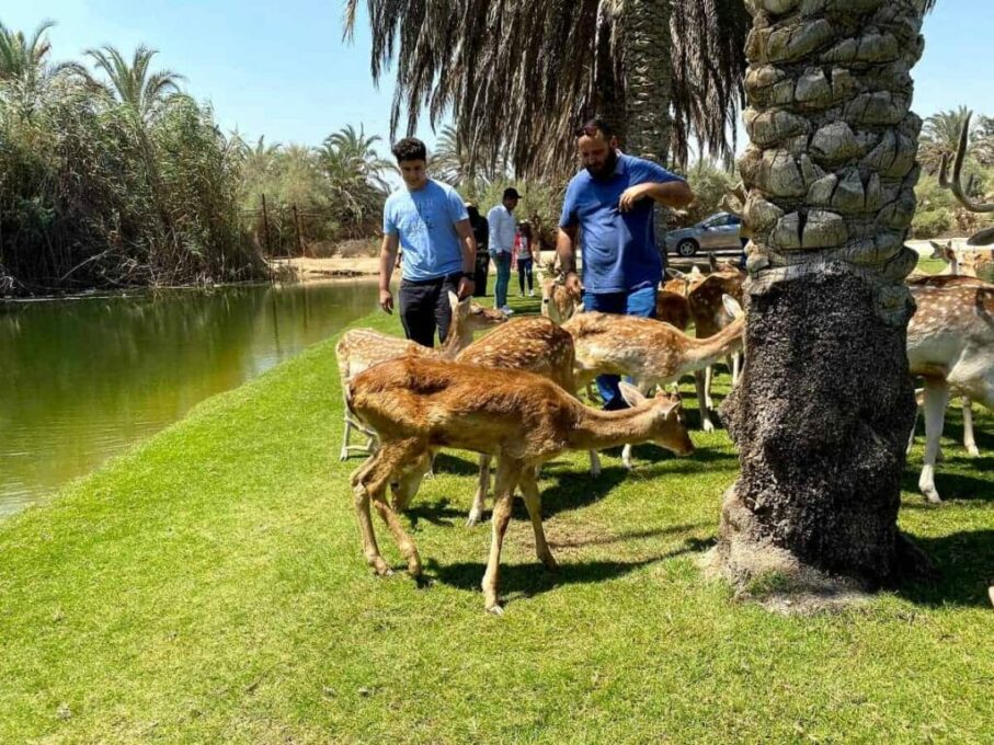 حديقة افريكا بارك الإسكندرية هي من الأماكن السياحية للأطفال في الإسكندرية
