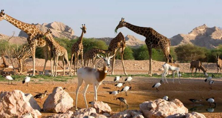 تُعد حديقة حيوانات دبي أفضل حديقة حيوانات في دبي