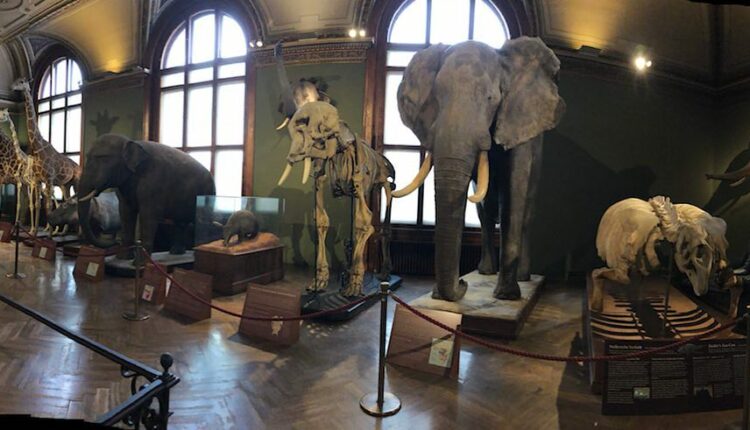 متحف تاريخ الفن فيينا