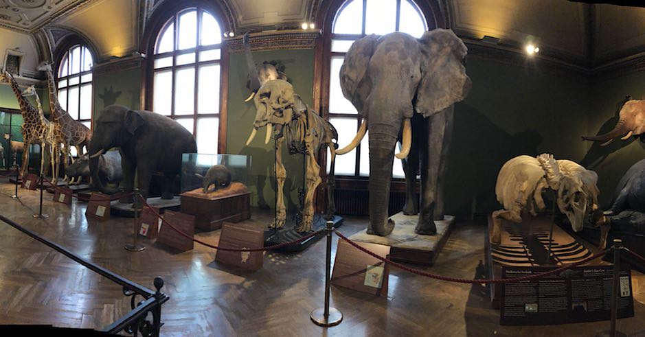 متحف التاريخ الطبيعي فيينا