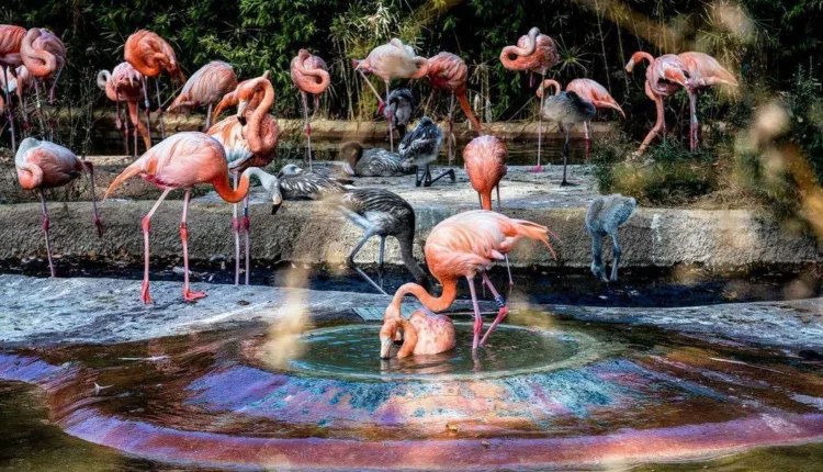 تعرف حديقة حيوان برشلونةمن اكثر الأماكن السياحية في برشلونة شهرة وتمييزًا