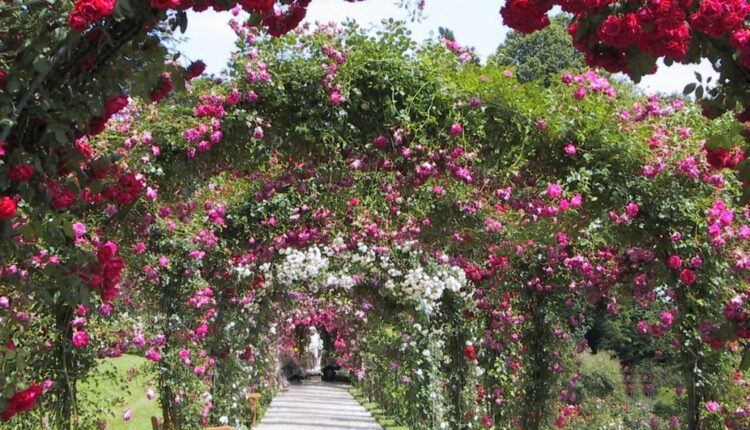 حديقة الورود ميونخ من أشهر حدائق في ميونخ 
