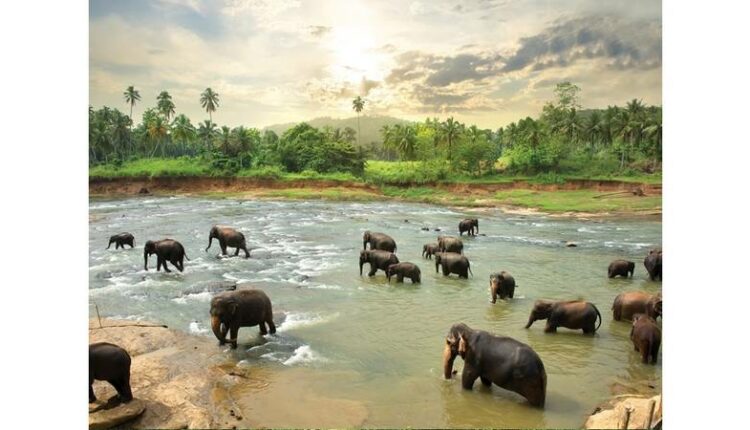 فيلة بيناويلا من أهم معالم كاندي سريلانكا