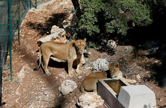محمية المأوى للطبيعة والحياة البرية الأردن