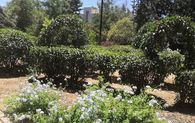 حديقة الراية الهاشمية عمان 