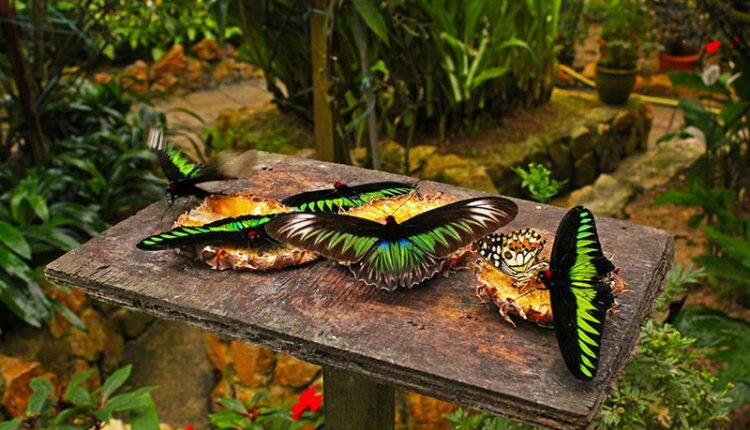 حديقة الفراشات كاميرون هايلاند من أروع مزارات السياحة في الكاميرون ماليزيا.