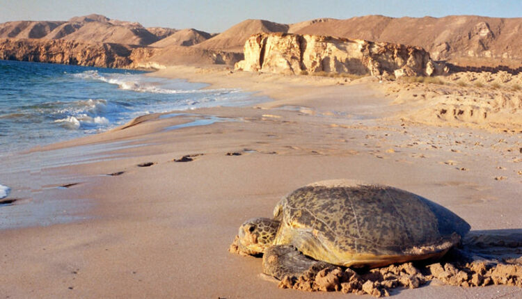 شاطئ ترتل رأس الجنز عمان أروع شواطئ في عمّان 
