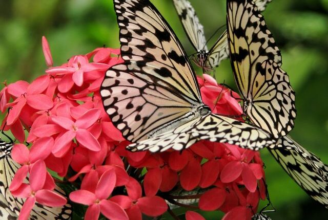 تعرف حديقة الفراشات كوالالمبور بأنها من أجمل الأماكن السياحية