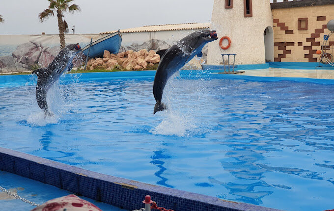 عالم الدلافين المغرب من أشهر مزارات السياحة بالمغرب
