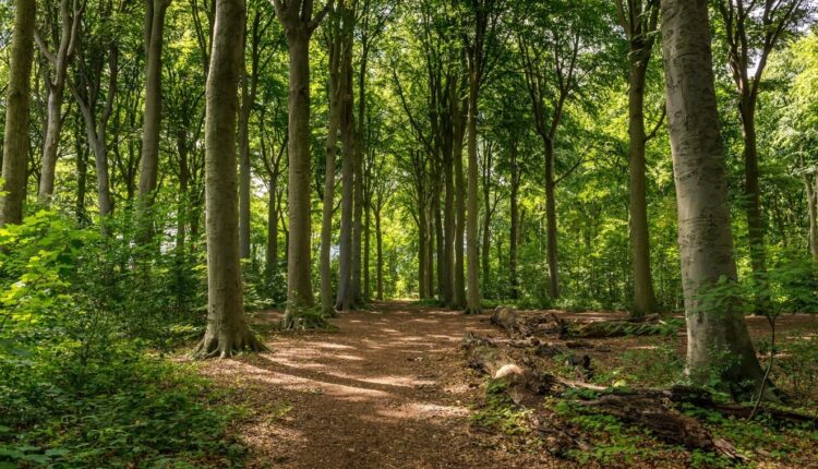 غابة ريكفيلدي بلجيكا من الحدائق في بلجيكا