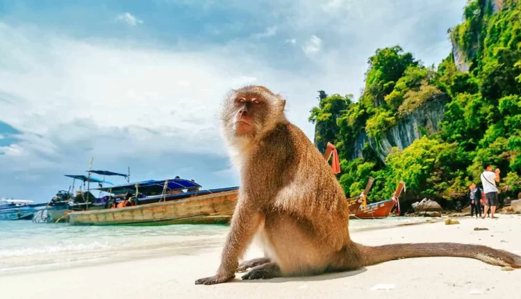 شاطئ القرود بينانج من شواطئ بينانج