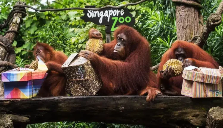 حديقة حيوانات سنغافورة من حدائق سنغافورة